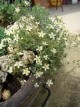 Eremogone ledebouriana v. pauciflora