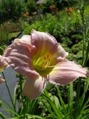 Hemerocallis 'Catherine Woodbery'