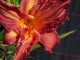 Hemerocallis 'Pink Stripe'