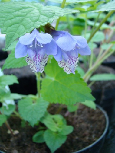 Meehania urticifolia 'Japan Blaü'