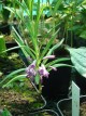 Polygonatum graminifolium