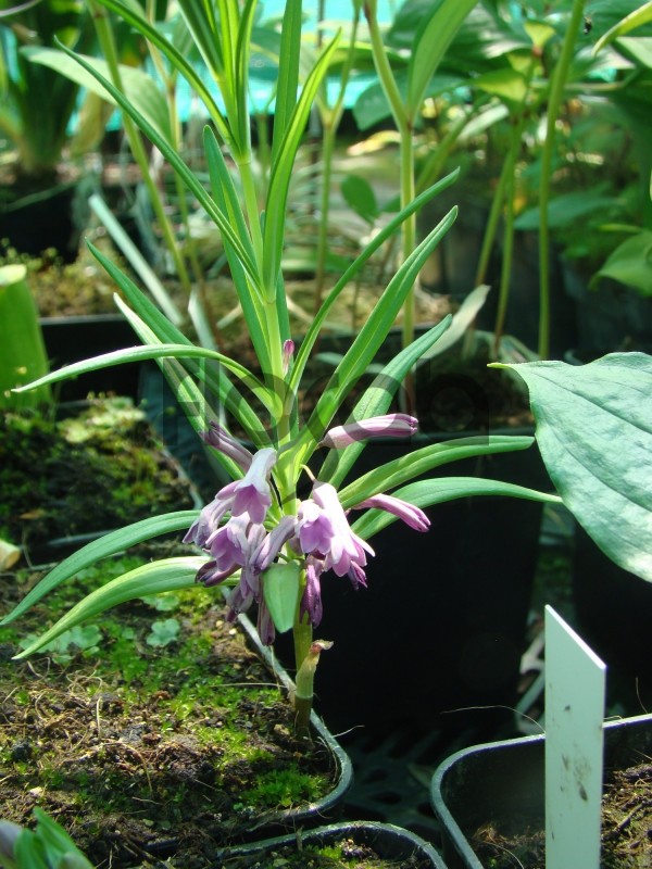 Polygonatum graminifolium