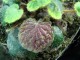 Saxifraga epiphylla 'Little Piggy'
