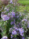 Aster cordifolius 'Little Carlow'