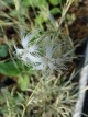 Dianthus crinitus