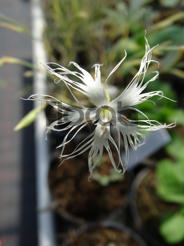 Dianthus crinitus