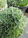 Dianthus freynii