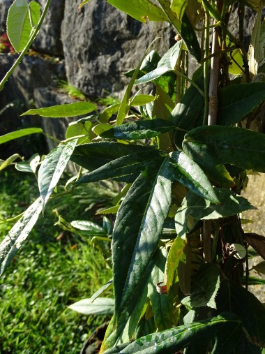 Rubus bambusarum