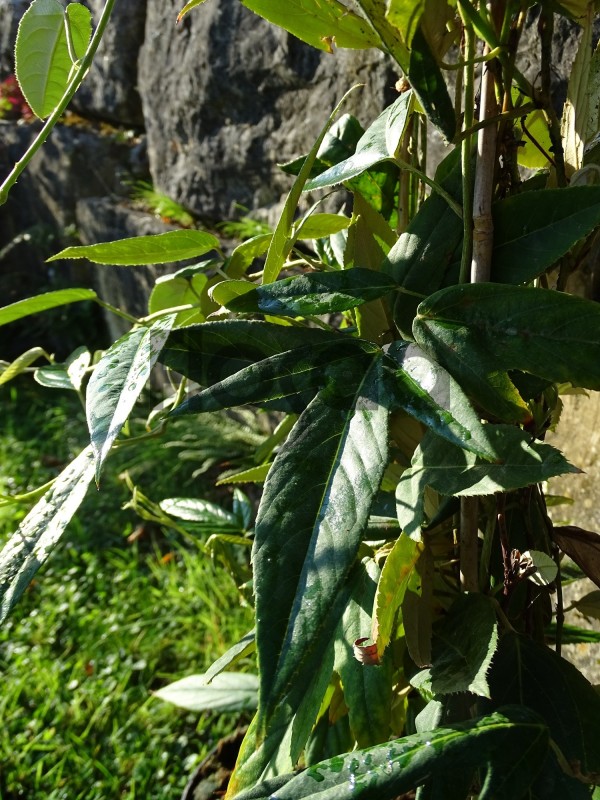 Rubus bambusarum