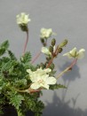 Erodium chrysanthum