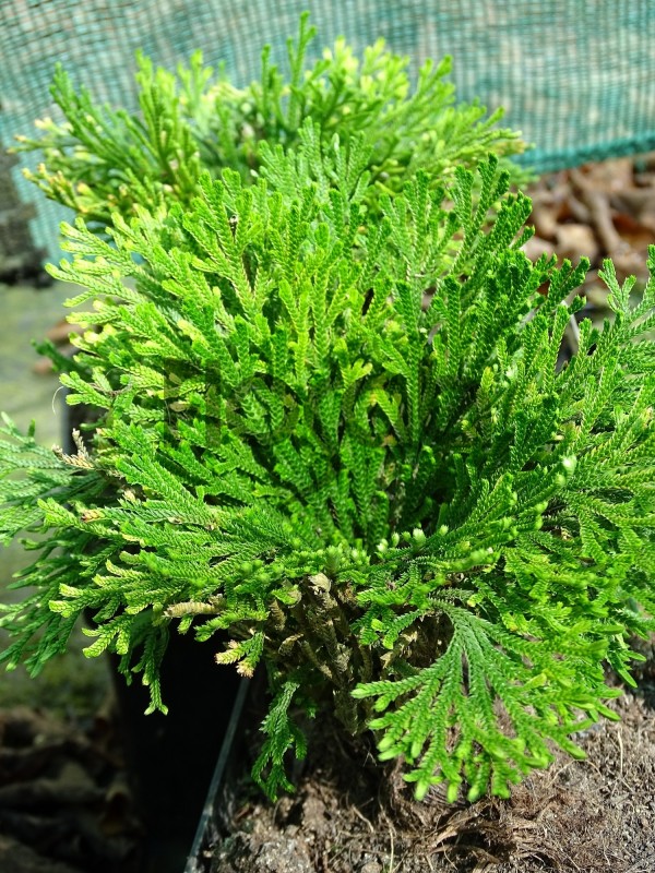 Selaginella tamariscina