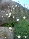 Dianthus minutiflorus