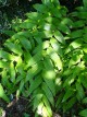 Tricyrtis ishiiana var.surugensis