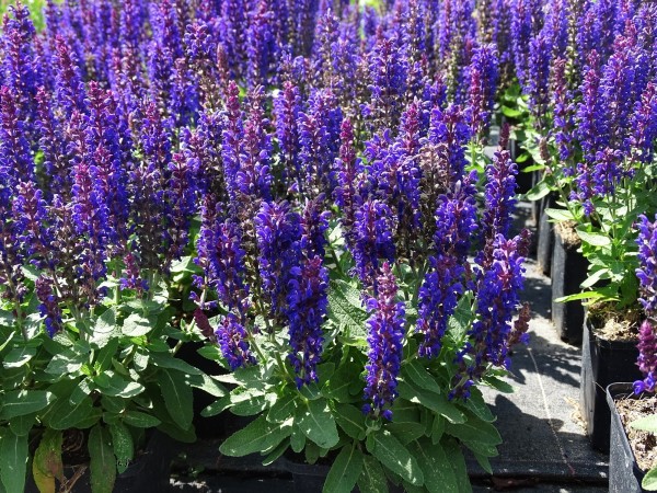 Salvia nemorosa 'Blue Bouquetta'