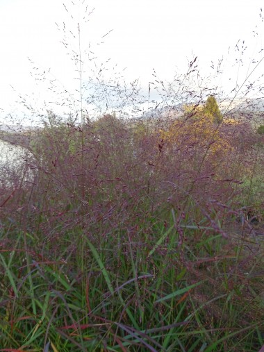 Panicum virgatum 'Heiliger Hain'