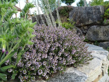 Thymus camphoratus