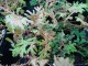 Selaginella uncinata