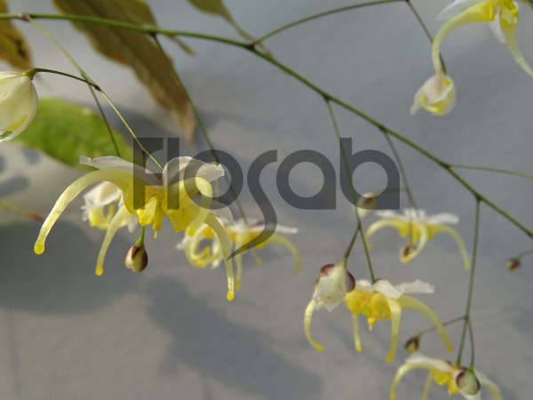 Epimedium acuminatum cc01141