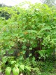 Rubus setchuenensis