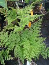 Davallia mariesii