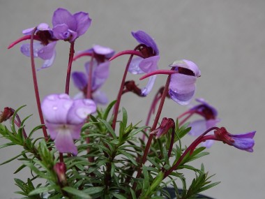 Viola kosaninii