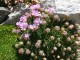 Armeria juniperifolia 'new zealand form'