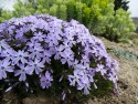 Phlox subulata 'Emmerald Cushion Blue'