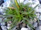 Edraianthus glisicii