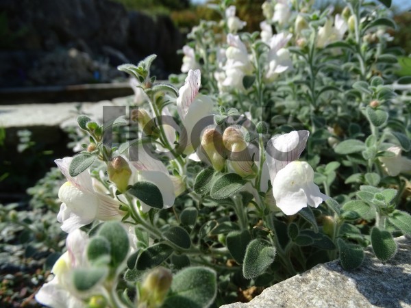 Antirrhinum glutinosum