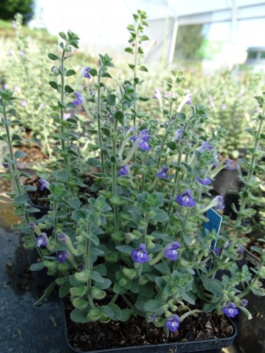 Scutellaria diffusa