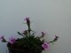Dianthus tymphrasteus