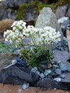 Draba dedeana