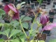 Helleborus orientalis 'Blue Lady'