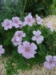 Geranium sanguineum 'Pink Pouf'