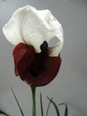 Iris iberica ssp Elegantissima