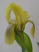 Iris schachtii