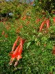 Epilobium canum var.latifolium