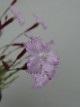 Dianthus graniticus