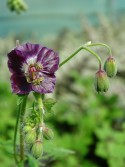 Geranium phaeum 'Samobor'