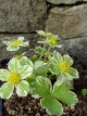 Hacquetia epipactis 'Thor'