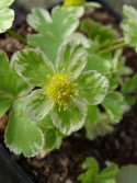 Hacquetia epipactis 'Thor'