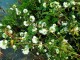 Rubus rosifolius 'Coronarius