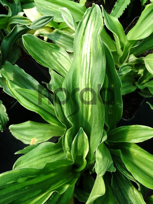Rohdea japonica 'Variegata'