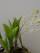 Speirantha gardenii