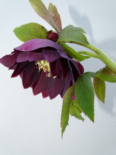 Helleborus orientalis 'Double Ellen Purple'