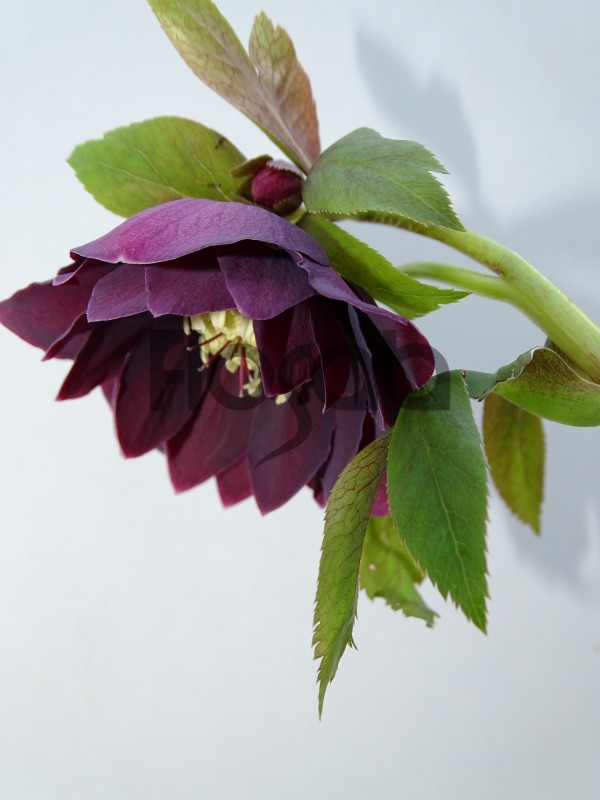 Helleborus orientalis 'Double Ellen Purple'