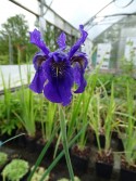 Iris leptophylla