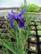 Iris leptophylla