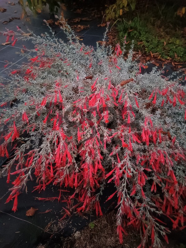 Epilobium canum 'Olbrich Silver'