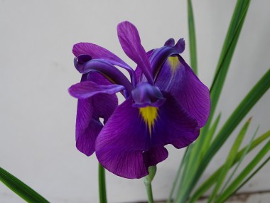 Iris ensata